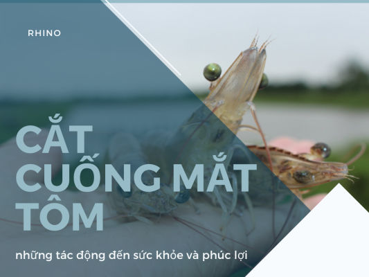 CẮT CUỐNG MẮT TÔM: TÁC ĐỘNG ĐẾN TÔM MẸ VÀ TÔM GIỐNG