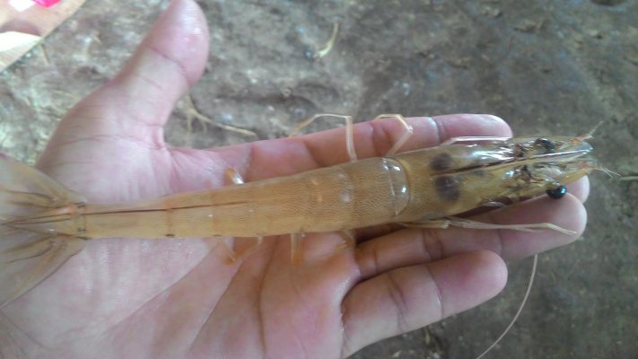 GIẢI PHÁP CHO HỘI CHỨNG PHÂN TRẮNG TRÊN TÔM NUÔI