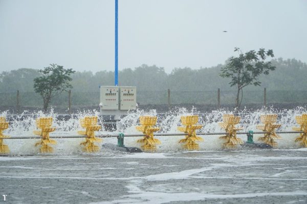 Ảnh hưởng của mưa đến ao nuôi tôm