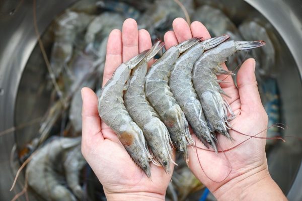 Tôm bị mềm vỏ sau mưa trong ao nuôi