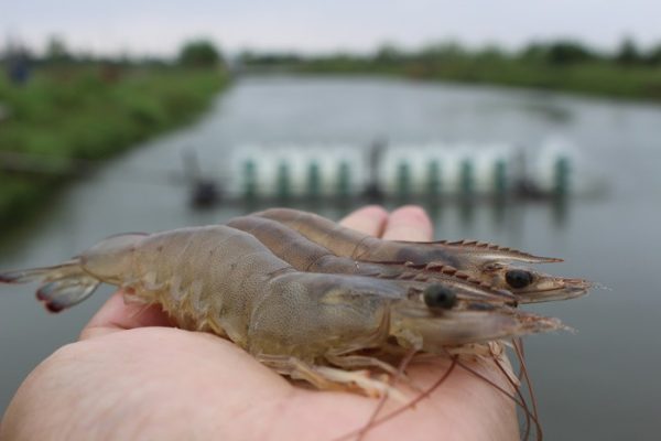 Biện pháp phòng ngừa tôm mềm vỏ vào mùa mưa