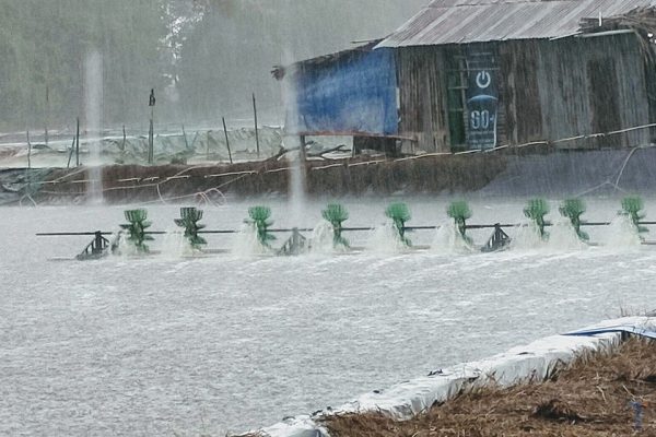 Nuôi tôm mùa lạnh: Những thách thức và rủi ro chính