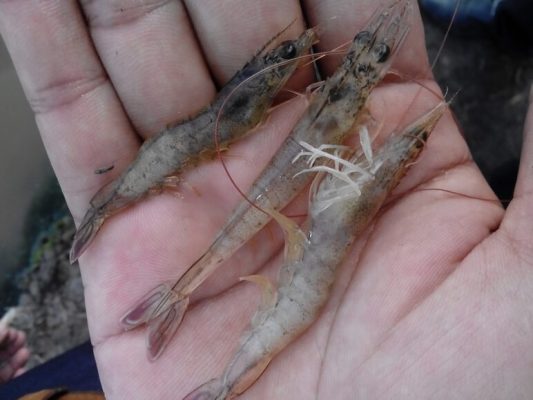 Tôm bị phân trắng 