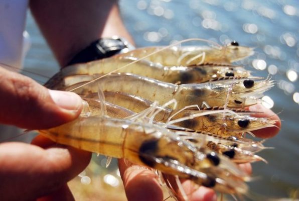 Gan sưng là dấu hiệu bệnh gan tụy ở tôm do vi khuẩn 