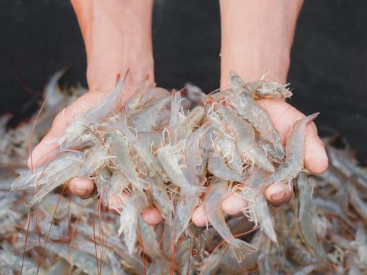 gan tụy tôm khỏe mạnh – xử lý gan tôm suy yếu