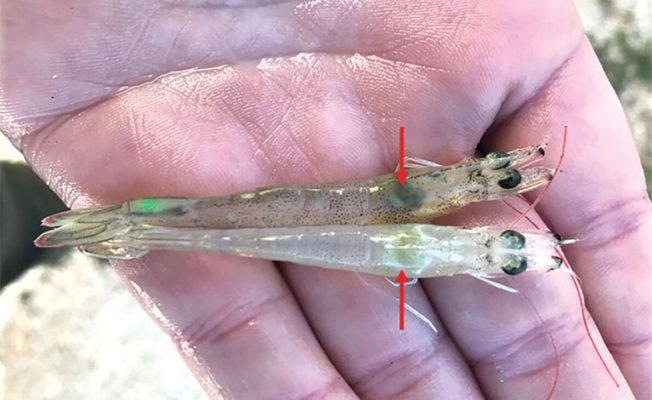 gan tôm chuyển màu