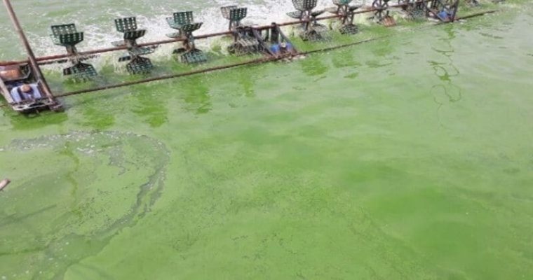 Các cách xử lý tảo lam nhanh chóng, hiệu quả trong ao nuôi