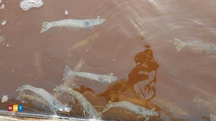 Hiện tượng ao bị tảo đỏ bầm do sự bùng phát của tảo giáp và tảo lam