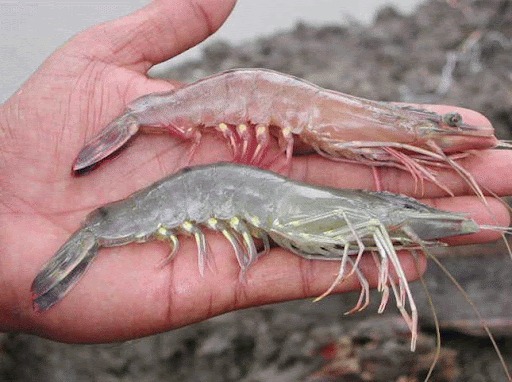 Các loại độc tố trong ao nuôi ảnh hưởng đến gan tụy