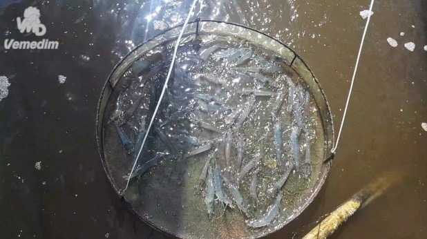 Vai trò của khoáng chất trong hoạt động gan tụy