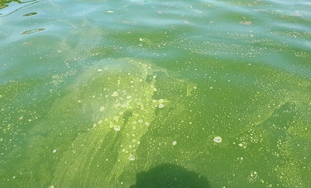 TẢO XANH, TẢO LAM, TẢO ĐỘC TRONG AO TÔM VÀ CÁCH XỬ LÝ ĐƠN GIẢN