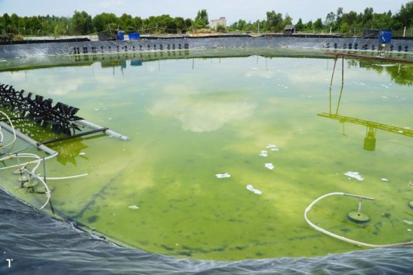 Tác động của NH3, NO2, CO2 đến môi trường ao tôm