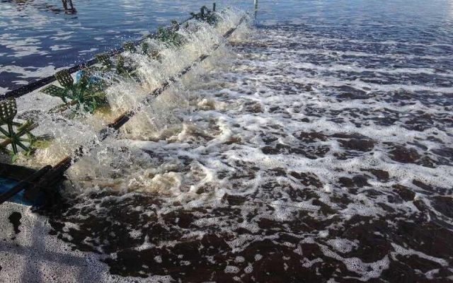 Khí độc trong ao tôm - Ảnh Biofloc