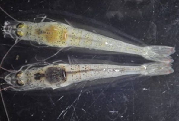 Tôm gan khỏe và tôm gan yếu