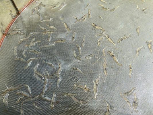 Các loại khoáng phù hợp theo giai đoạn nuôi tôm