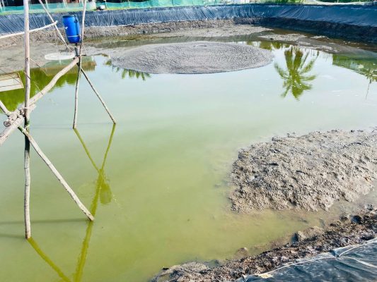 Nguyên nhân đáy ao bị bùn đen, hôi tanh?