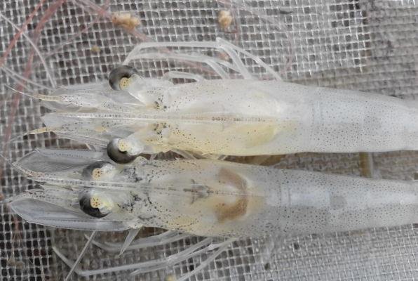 gan tôm nhạt màu