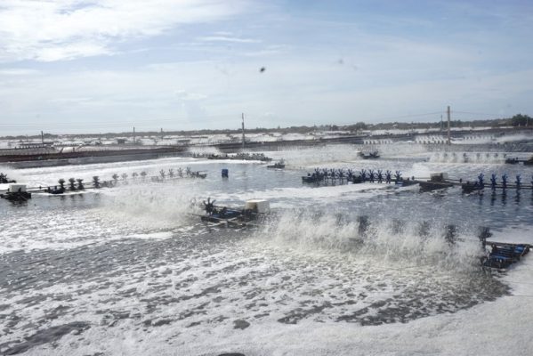 nuôi tôm mùa nghịch