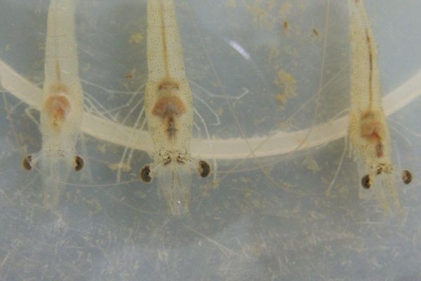 Cách xử lý khi gan tôm chuyển màu đầu vụ