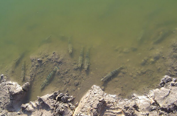 tôm nổi đầu vào sáng sớm