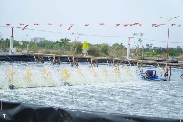 7 BƯỚC XỬ LÝ AO NUÔI SAU MƯA GIÚP TÔM KHỎE, NƯỚC SẠCH 