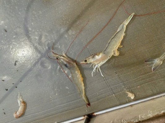 Bệnh đường ruột ở tôm