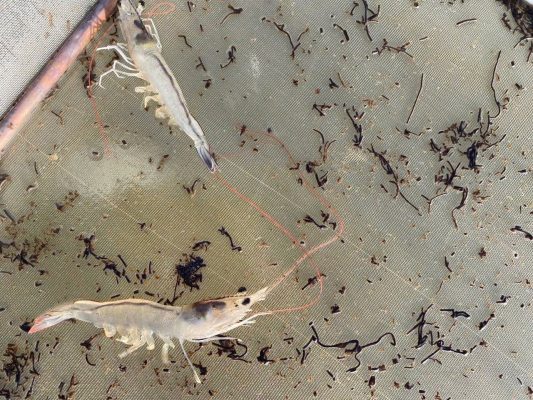 Các dạng bệnh đường ruột phổ biến