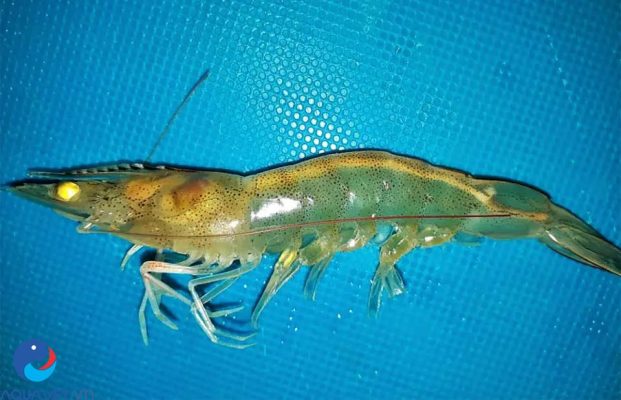 Bệnh phân trắng trên tôm
