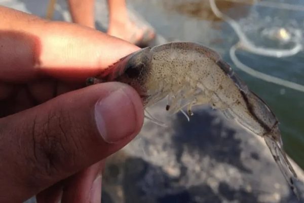 Đường Ruột Tôm Bị Đứt Khúc