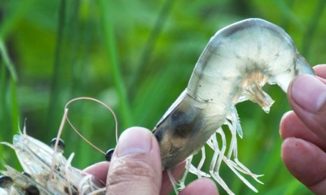 Nguyên nhân gây tôm bị ký sinh trùng đường ruột - Ảnh Vemedim