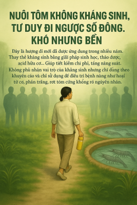Nông Dân Nuôi Tôm Bền Vững
