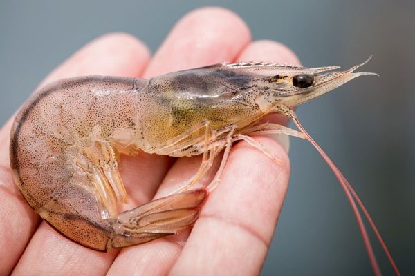 Quy trình phục hồi hệ tiêu hóa tôm hiệu quả - Ảnh Vemedim