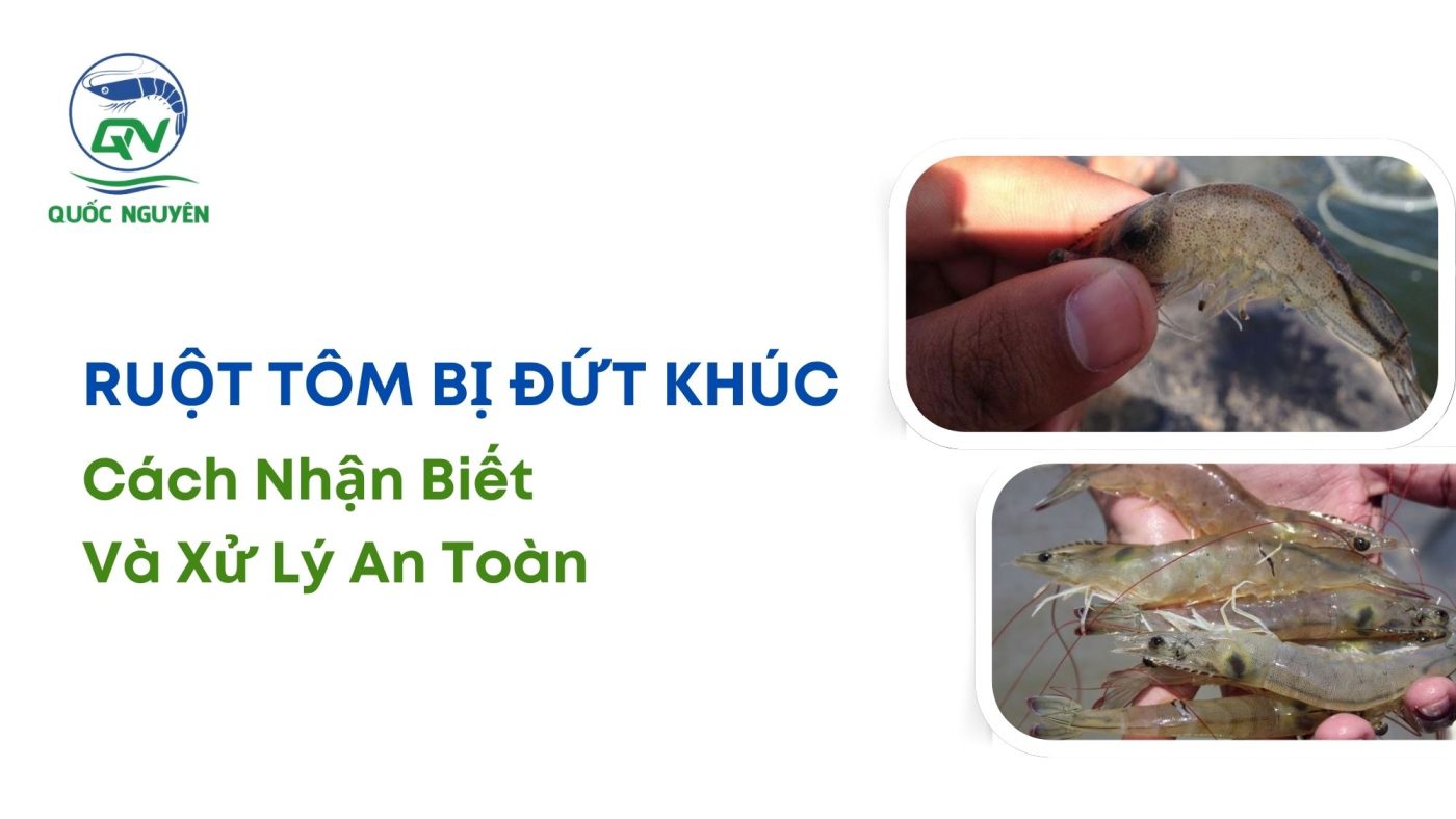 ruột tôm bị đứt khúc