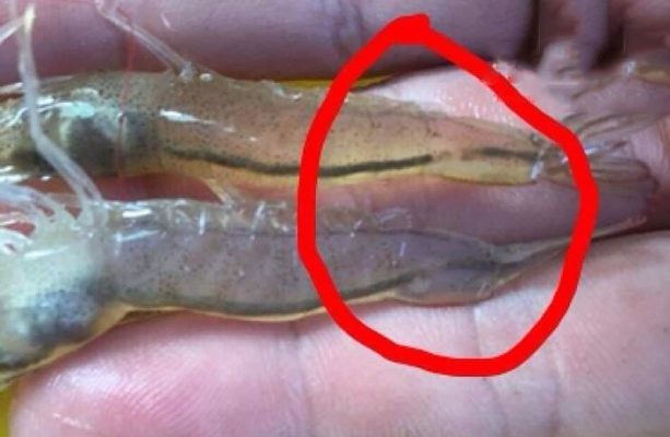 Tôm bị đứt khúc đường ruột