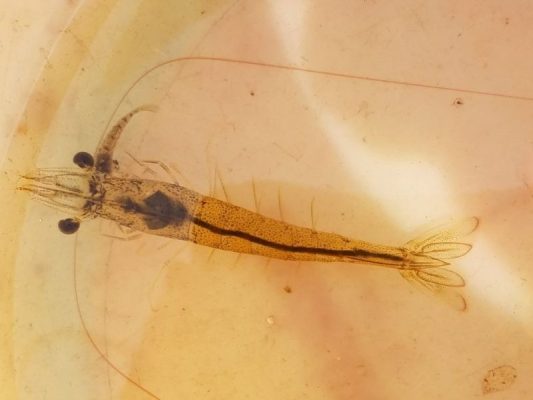 Triệu chứng nhiễm ký sinh trùng trên tôm - Ảnh: Vemedim