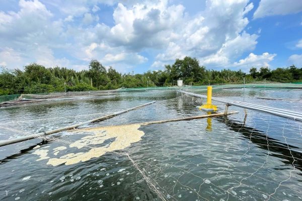 Xử lý ao nuôi sau mưa 