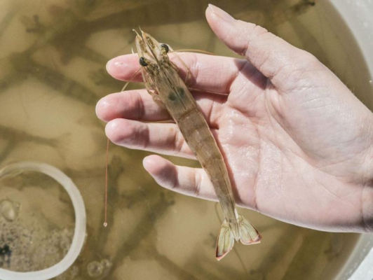 Hướng dẫn trị tôm bị trống đường ruột - Ảnh Vemedim