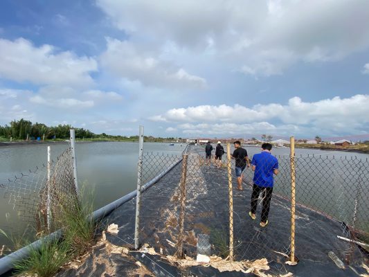 Anh em kỹ thuật Quốc Nguyên xuống ao khảo sát thực tế – theo sát từng bước cùng bà con nuôi tôm.