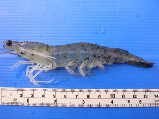 Bệnh đốm đen trên tôm thẻ chân trắng