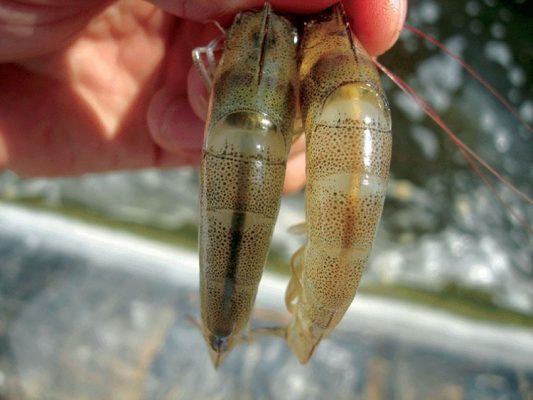 Bệnh đường ruột trên tôm