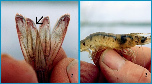 Hội chứng đỏ đuôi ở tôm thẻ 