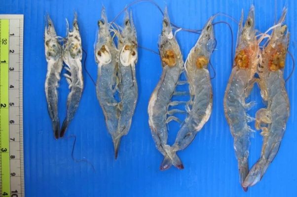 Một số đặc điểm bệnh YHD đặc trưng