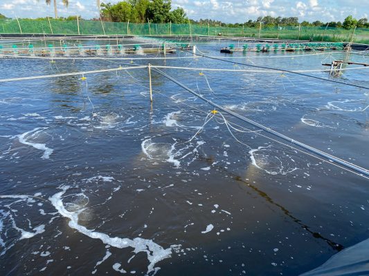 Tạo Nước Ao Màu Trà Trong Nuôi Tôm