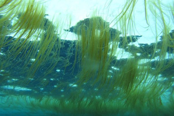 tảo trong ao nuôi tôm