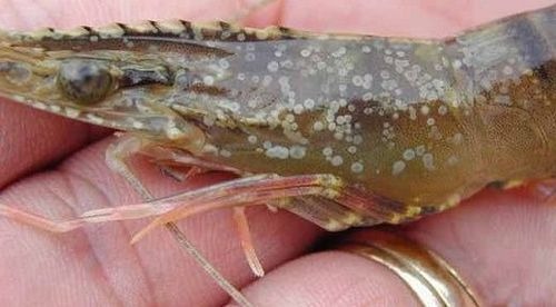 Tôm bệnh có những đốm trắng trên vỏ đầu và ngực Tôm sú