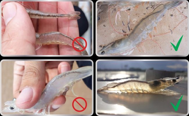 Tôm bị ký sinh trùng đường ruột