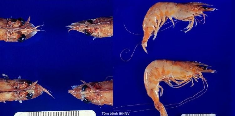 Tôm thẻ chân trắng nhiễm IHHNV
