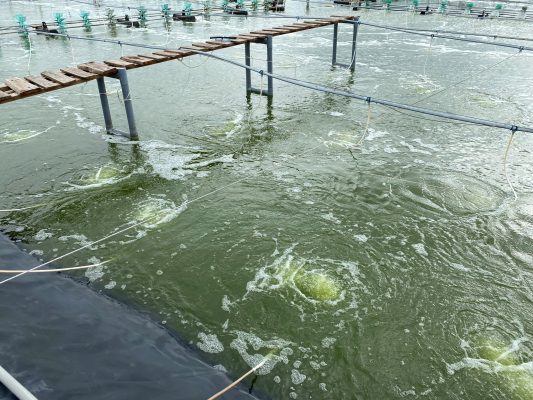 Tình trạng nước ao nuôi tôm bị lên tảo xanh đậm cần xử lý bằng enzyme.