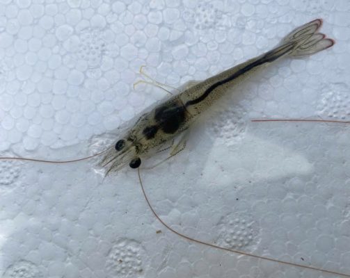 đường ruột tôm bị xoắn