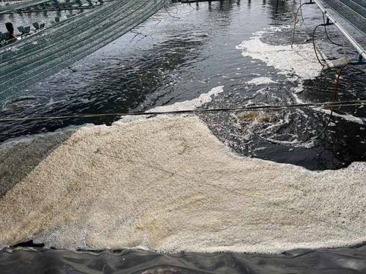 Sụp tảo là gì?